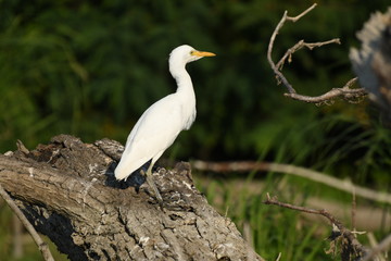 Cattle Egret (Bubulcus ibis) 