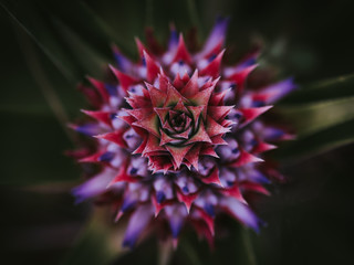 Closeup Pineapple Flower