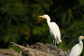 Cattle Egret (Bubulcus ibis) 