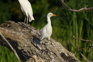 Cattle Egret (Bubulcus ibis) 
