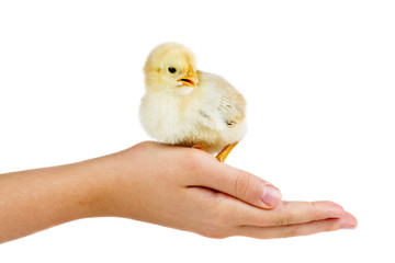 Tiny yellow chicken on human palm