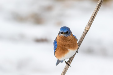Eastern Bluebird (Sialia sialis) male perched in February with snow on the ground