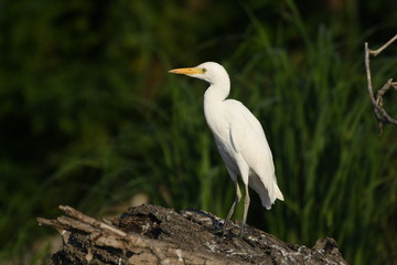 Cattle Egret (Bubulcus ibis) 
