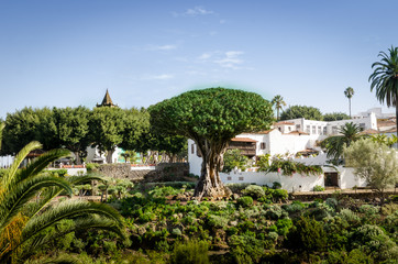 Fototapeta na wymiar View to botanical garden and Dragon Tree in Icod de los vinos, Tenerife