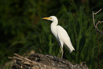 Cattle Egret (Bubulcus ibis) 