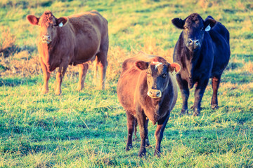 Cows in a farm in Kentucky