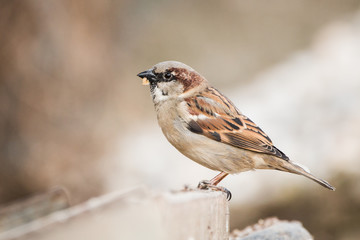bird