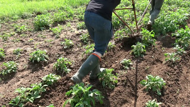 Two gardeners with primitive plow hilling potatoes plants in summer
