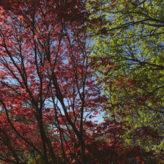 A day at Inverewe garden