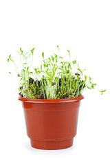 Green coriander sprouts in the brown plastic pot isolated on white