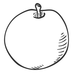 Vector Pencil Sketch Apple