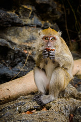 Portrait of a monkey