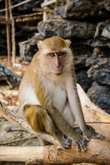 Portrait of a monkey