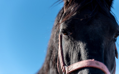 eye of a black horse