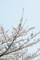 Cherry blossoms