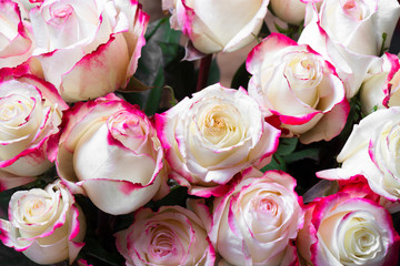 White roses with pink edges as background