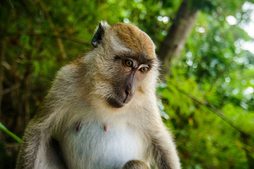 Portrait of a monkey