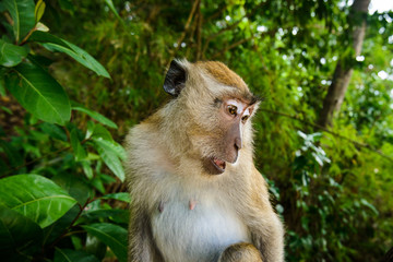 Portrait of a monkey