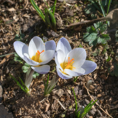 Frühling im Park der Villa Berg, Stuttgart, Deutschland