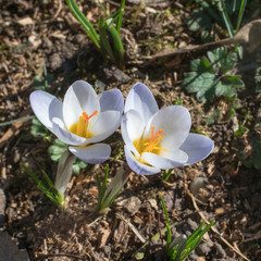 Frühling im Park der Villa Berg, Stuttgart, Deutschland