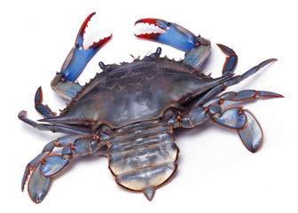 Live blue crab on white background