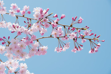Cherry blossoms and blue sky
