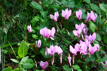 cyclame persicum