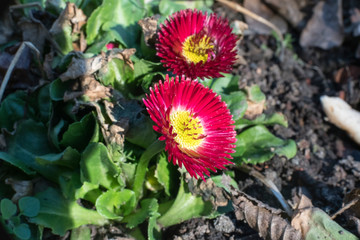 Gänseblümchen im Park der Villa Berg, Stuttgart, Deutschland