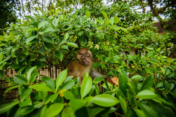 Portrait of a monkey