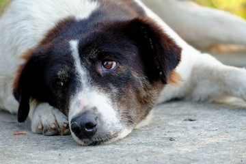 Close up black white Thai dog with cute face sleeping on cement ground floot