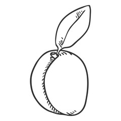Vector Sketch Whole Apricot