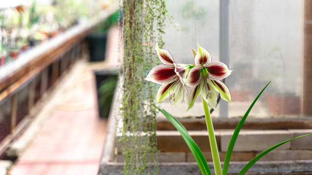 Orchids Flower, Orchids Closed Up, Growing At Flora Park In Moscow, Russia