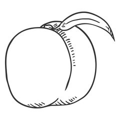 Vector Sketch Whole Peach