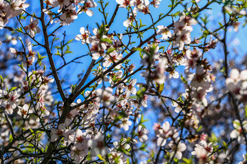 flowers of almond tree in spring