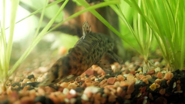 Aquarium catfish megalechis thoracata eating