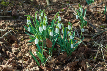 The first spring flowers white snowdrops