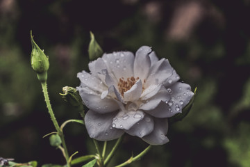 Fototapeta premium An isolated white rose with water drops on its petals