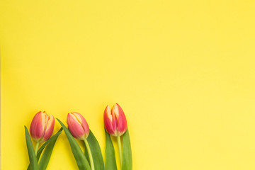 Spring concept. tulips with yellow background, space for text, april easter concept