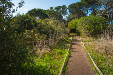 Fototapeta na wymiar path in pine forest