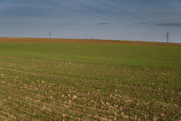 small cereal plant