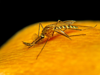 Aedes aegypti . Macro and Close up a Mosquito sucking human blood.