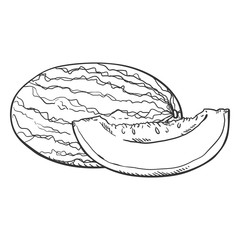Vector Sketch Melon and Piece of it.