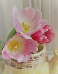 tulips in planters close-up on light wooden background