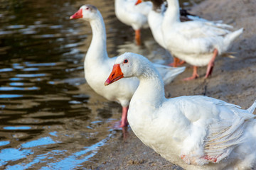 patos blancos en el agua