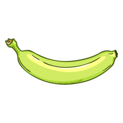 Vector Single Cartoon Green Banana
