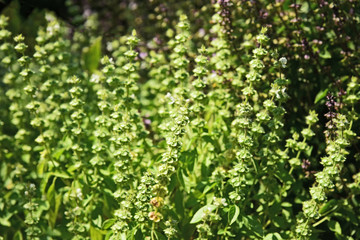A lot of Hairy herbal flower