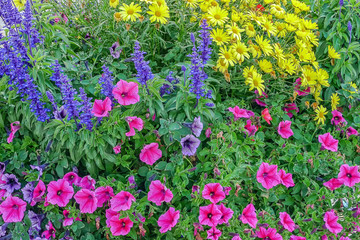 Obraz premium Autumn flowers on a garden flowerbed, Italy