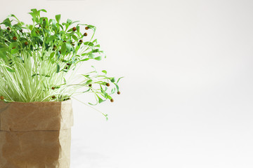 green plants in brown paper pot box, place for text, eco concept, ecology gardering, place for text, white background