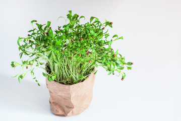 Fototapeta premium green sprouts of coriander in paper box, ecological pot with plant, white background, healthy plant and food