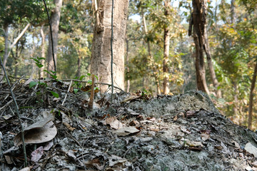 stingless bee hive in tree. insect nest